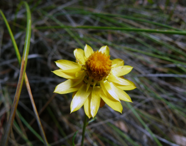 APII jpeg image of Xerochrysum viscosum  © contact APII