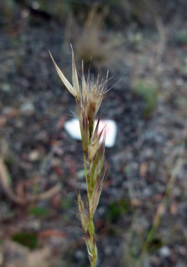 APII jpeg image of Rytidosperma tenuius  © contact APII