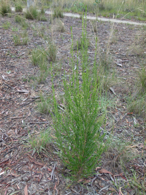 APII jpeg image of Cassinia arcuata  © contact APII