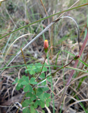 APII jpeg image of Oxalis perennans  © contact APII