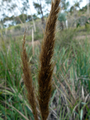 APII jpeg image of Dichelachne micrantha  © contact APII