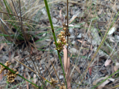 APII jpeg image of Juncus subsecundus  © contact APII