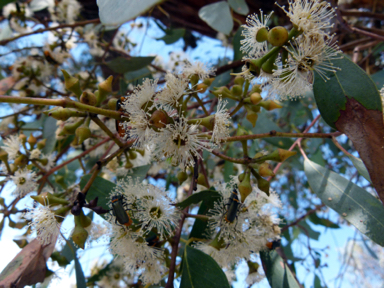 APII jpeg image of Eucalyptus macrorhyncha subsp. macrorhyncha  © contact APII