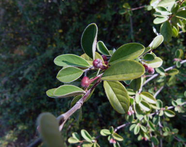 APII jpeg image of Cotoneaster pannosus  © contact APII