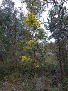 APII jpeg image of Acacia baileyana  © contact APII