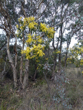 APII jpeg image of Acacia pycnantha  © contact APII