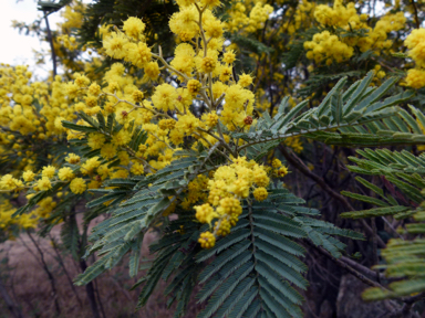 APII jpeg image of Acacia dealbata  © contact APII