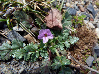 APII jpeg image of Erodium moschatum  © contact APII