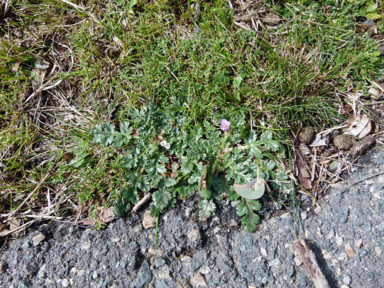 APII jpeg image of Erodium moschatum  © contact APII