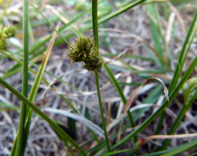 APII jpeg image of Carex inversa  © contact APII