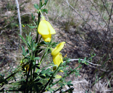 APII jpeg image of Cytisus scoparius  © contact APII