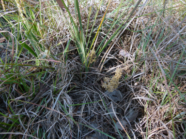 APII jpeg image of Lomandra multiflora subsp. multiflora  © contact APII