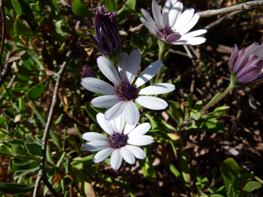 APII jpeg image of Osteospermum ecklonis  © contact APII