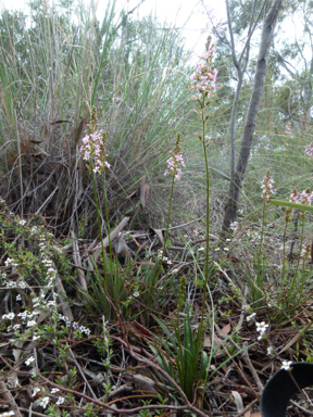 APII jpeg image of Stylidium graminifolium  © contact APII