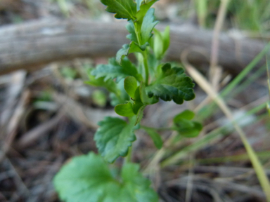 APII jpeg image of Veronica calycina  © contact APII