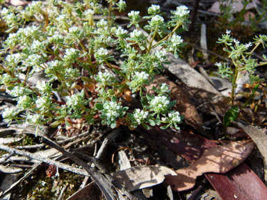 APII jpeg image of Poranthera microphylla  © contact APII