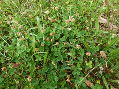 APII jpeg image of Trifolium repens var. repens  © contact APII