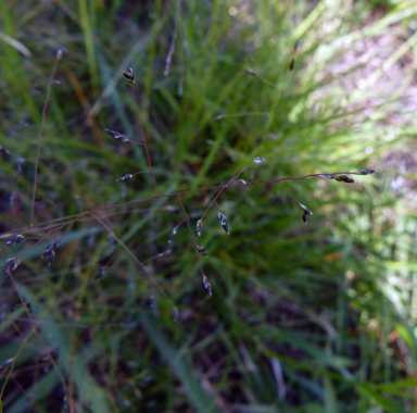 APII jpeg image of Eragrostis pilosa  © contact APII