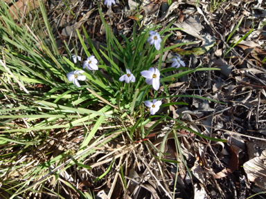 APII jpeg image of Ipheion uniflorum  © contact APII