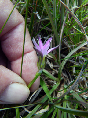 APII jpeg image of Romulea rosea var. australis  © contact APII