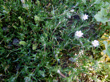 APII jpeg image of Spergularia rubra  © contact APII
