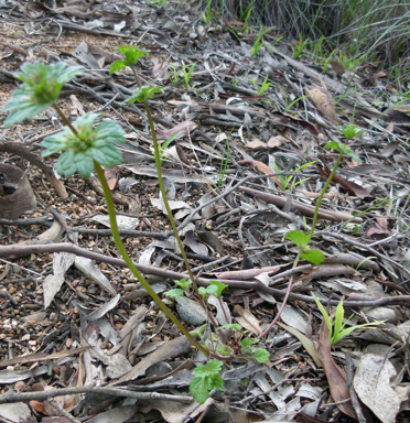 APII jpeg image of Lamium amplexicaule  © contact APII