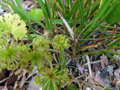 APII jpeg image of Hydrocotyle laxiflora  © contact APII