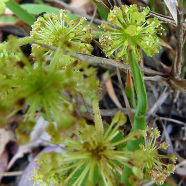 APII jpeg image of Hydrocotyle laxiflora  © contact APII