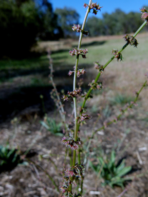 APII jpeg image of Rumex tenax  © contact APII