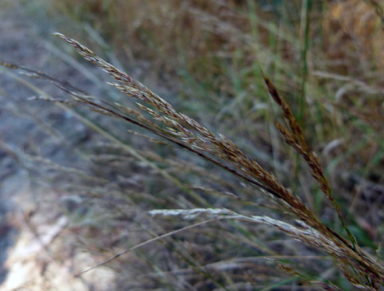 APII jpeg image of Agrostis gigantea  © contact APII