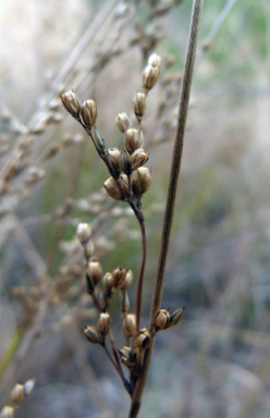 APII jpeg image of Juncus subsecundus  © contact APII