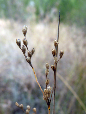 APII jpeg image of Juncus subsecundus  © contact APII