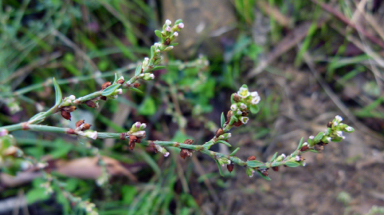 APII jpeg image of Polygonum bellardii  © contact APII