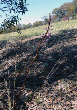 APII jpeg image of Dipodium roseum  © contact APII