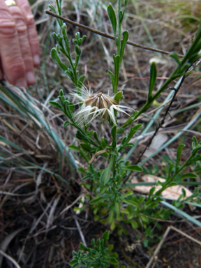 APII jpeg image of Vittadinia cuneata var. cuneata  © contact APII