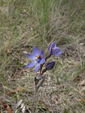 APII jpeg image of Thelymitra simulata  © contact APII