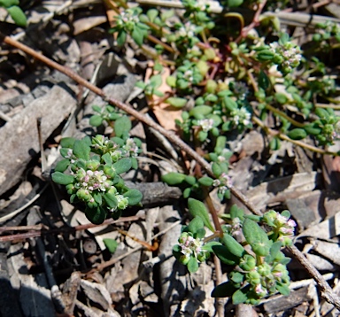 APII jpeg image of Poranthera microphylla  © contact APII