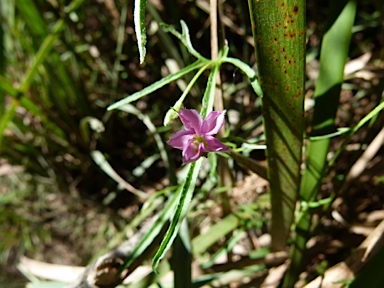 APII jpeg image of Convolvulus angustissimus subsp. angustissimus  © contact APII