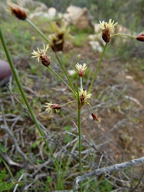 APII jpeg image of Fimbristylis dichotoma  © contact APII