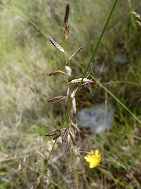 APII jpeg image of Eragrostis brownii  © contact APII