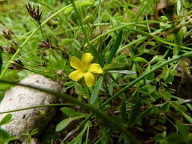 APII jpeg image of Oxalis exilis  © contact APII