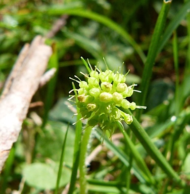 APII jpeg image of Hydrocotyle laxiflora  © contact APII