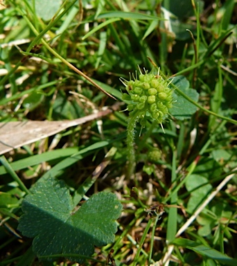 APII jpeg image of Hydrocotyle laxiflora  © contact APII