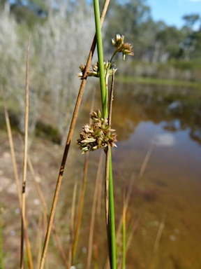 APII jpeg image of Juncus gregiflorus  © contact APII