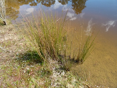 APII jpeg image of Juncus gregiflorus  © contact APII