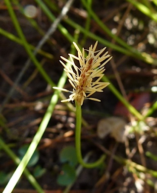 APII jpeg image of Eleocharis atricha  © contact APII