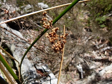 APII jpeg image of Juncus laeviusculus subsp. illawarrensis  © contact APII