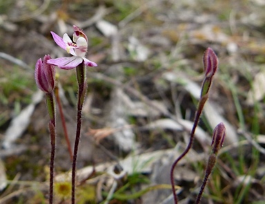 APII jpeg image of Caladenia pusilla  © contact APII