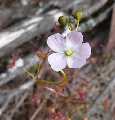 APII jpeg image of Drosera auriculata  © contact APII