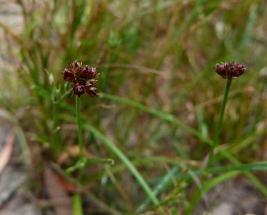 APII jpeg image of Juncus planifolius  © contact APII